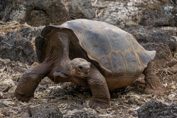 Obraz premium Giant Tortoise