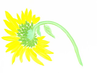 Drawing with watercolors: Big yellow sunflower.