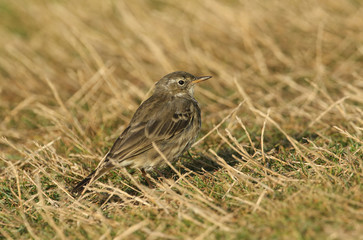 A pretty Rock Pipit, Anthus petrosus, perching on the ground in the grass. It is hunting for insects to eat.