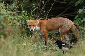 Naklejka na ściany i meble A hungry wild Red Foxes, Vulpes vulpes, standing at the entrance to the den with its tongue poking out.