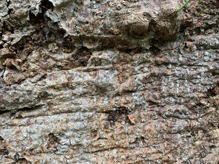 texture of bark of tree