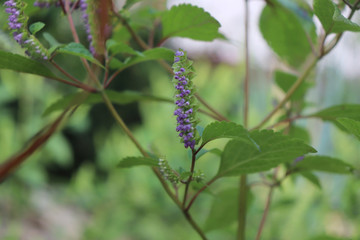 Vietnamese balm or Vietnamese lemon mint.It is widely used in Vietnamese cuisine, not only for its fragrance, but also for its beneficial digestive effects.It treats colic and stomach upset.