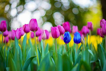 Two blue tulips among many purple tulips with green leaves background, one flower in the different color, individuality and difference concept.
