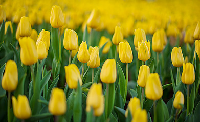 Beautiful bright colorful and beautiful scenes of Spring tulips in the field, Beautiful bouquet of tulips. Colorful tulips, Yellow tulip flowers, Colorful flower garden background.