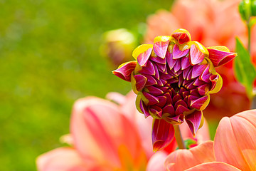 Closeup of Purple Dahlia bud, Dahlia flower with orange flowers background  for design.