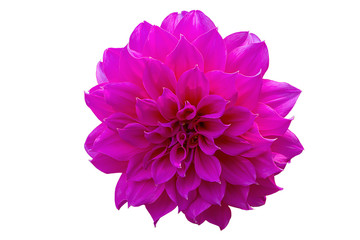 Single pink Dahlia flower, Dahlia isolated on white background with clipping path for design.
