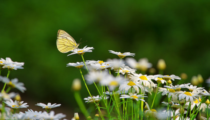 Yellow butterfly on a beautiful white flower in the morning with green nature background.