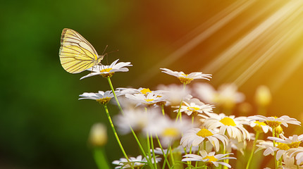 Yellow butterfly on a beautiful white flower with sunshine in the morning, Green nature background.