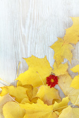 one red flower and many yellow fallen leaves on a wooden table top view. autumn background with place for an inscription
