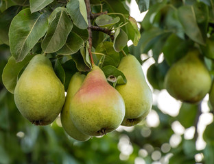 A bunch of pears in the tree