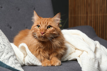 Cute red cat on dark grey sofa at home, closeup view. Space for text