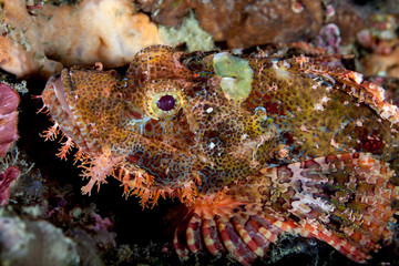Scorpionfish, Scorpaenidae are a family of mostly marine fish that includes many of the world's most venomous species
