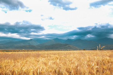 Picturesque view of wheat field and cloudy sky