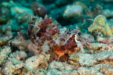 Obraz na płótnie Canvas Scorpionfish, Scorpaenidae are a family of mostly marine fish that includes many of the world's most venomous species