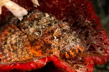Scorpionfish, Scorpaenidae are a family of mostly marine fish that includes many of the world's most venomous species