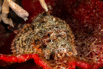 Scorpionfish, Scorpaenidae are a family of mostly marine fish that includes many of the world's most venomous species