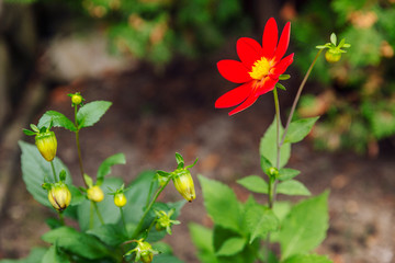 Obraz na płótnie Canvas Beautiful red flower in the garden. Close-up.