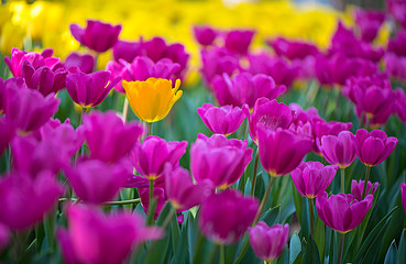 Unique yellow tulip among many purple tulips with green leaves background, one flower in the different color, individuality and difference concept.