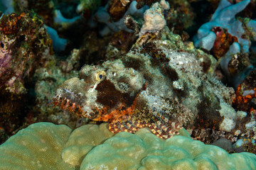Scorpionfish, Scorpaenidae are a family of mostly marine fish that includes many of the world's most venomous species