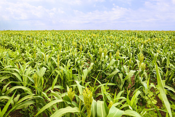 Fototapeta na wymiar Green corn plants growing on field, space for text. Organic farming