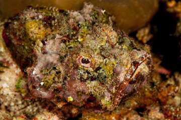 Fototapeta na wymiar Scorpionfish, Scorpaenidae are a family of mostly marine fish that includes many of the world's most venomous species