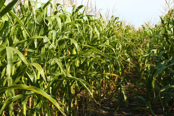 Beautiful view of corn field on sunny day