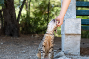 Undomestic cats in Athen, Greece