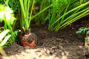 Ripe carrot growing in soil, closeup view. Organic farming