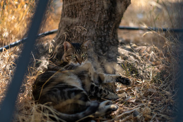 Undomestic cats in Athen, Greece