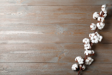 Branch of cotton plant on wooden background, top view. Space for text