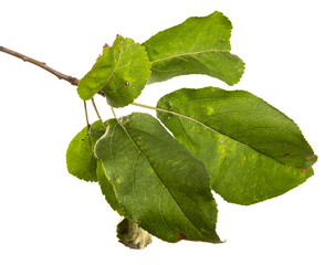 Fototapeta premium Apple tree branch with green leaves on an isolated white background. Fruit tree branch isolate.