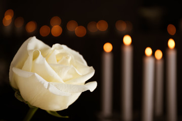White rose and blurred burning candles on background, space for text. Funeral symbol