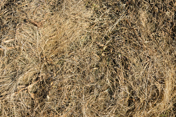 autumn dry grass for background, texture