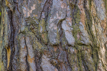 Old pine tree background on natural light