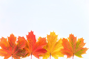 Frame of multicolored maple leaves isolated on the white background