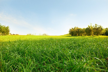 Picturesque landscape with beautiful green lawn on sunny day