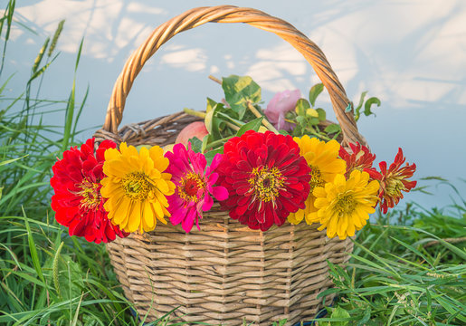 Beautiful Bright Zinnia Flowers Bouquet In The Old Wicker Basket