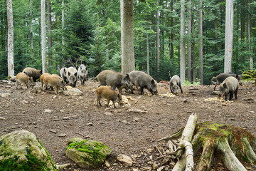 Nationalpark Bayrische Wald von Waldhäuser bis Neuschönau und rund um den Berg Lusen 1373m