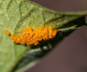 larvae of pest beetles on the leaf
