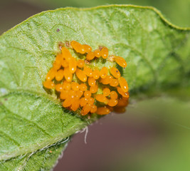 larvae of pest beetles on the leaf
