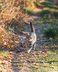 gray cat for a walk