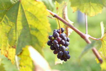 three green berries among others already ripe on a bunch in a garden. lack of mineral fertilizers...