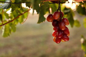 Fototapeta premium Fresh ripe juicy grapes growing in vineyard