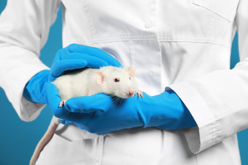 Scientist holding laboratory rat, closeup. Small rodent