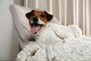 Adorable Jack Russell Terrier dog under plaid in armchair. Cozy winter