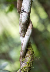 Closeup of the Malagasy jungle