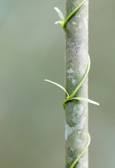 Closeup of the Malagasy jungle, plant twisting around a tree