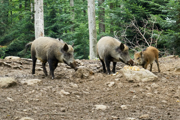 Nationalpark Bayrische Wald von Waldhäuser bis Neuschönau und rund um den Berg Lusen 1373m