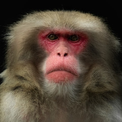 Japanmakake, Portrait vor schwarzem Hintergrund