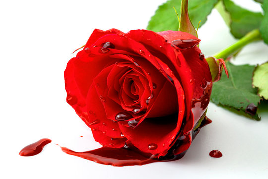 Sadness and pain, end of a relationship and romantic agony conceptual idea with close up on bleeding a red rose and a pool of blood isolated on white background